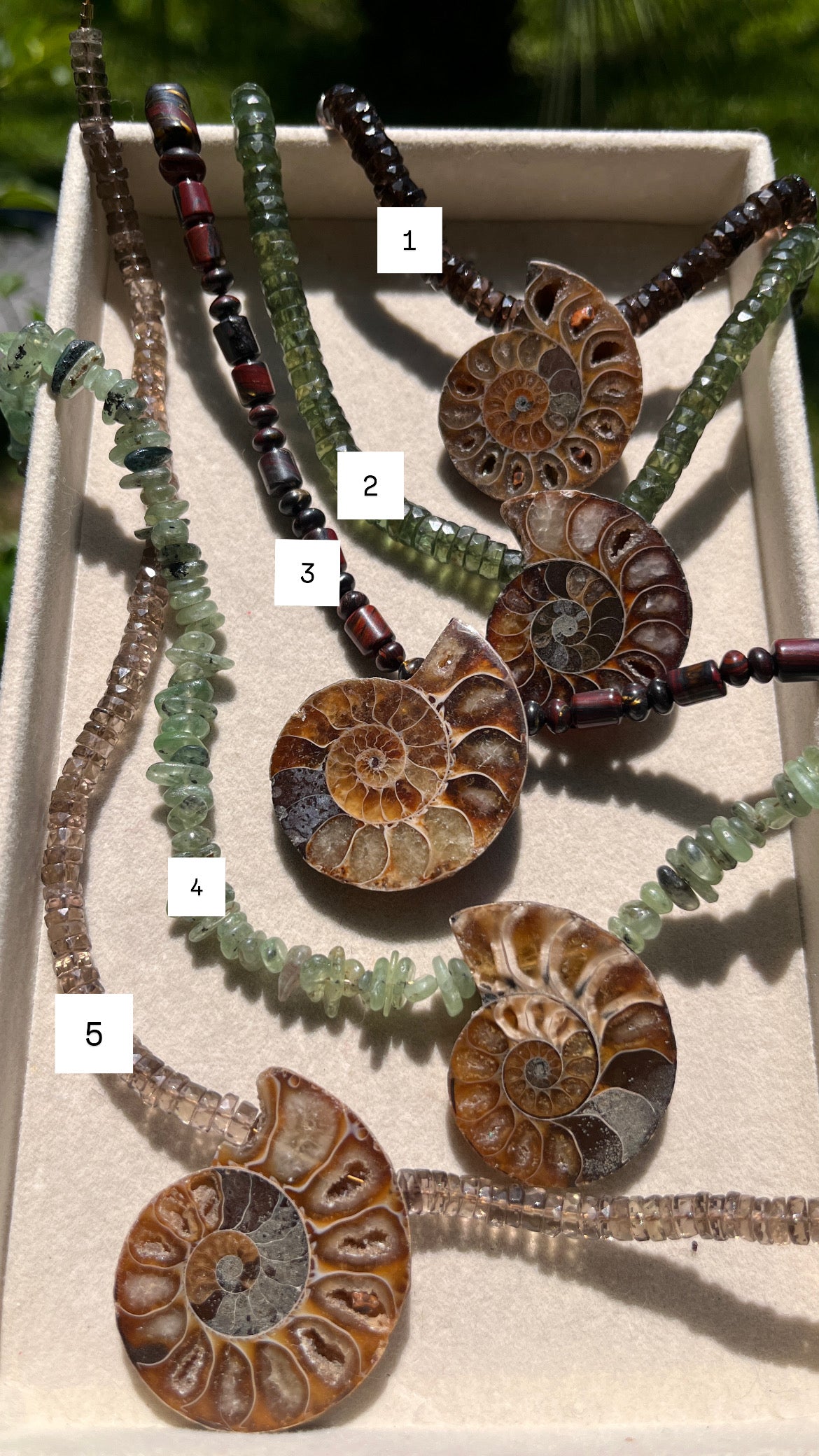Nautilus Collection