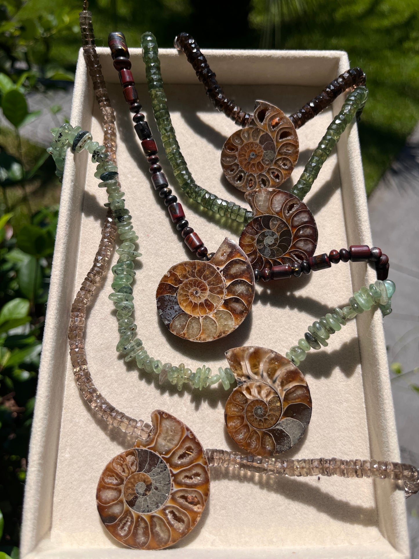 Nautilus Collection